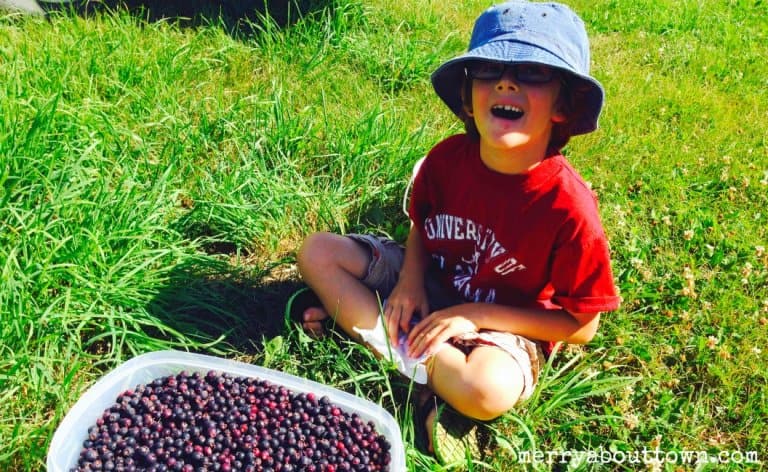Saskatoon Berry Picking - Merry About Town