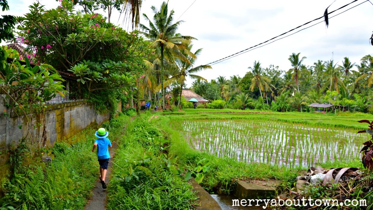 Exploring the Rice Paddies Outside Ubud