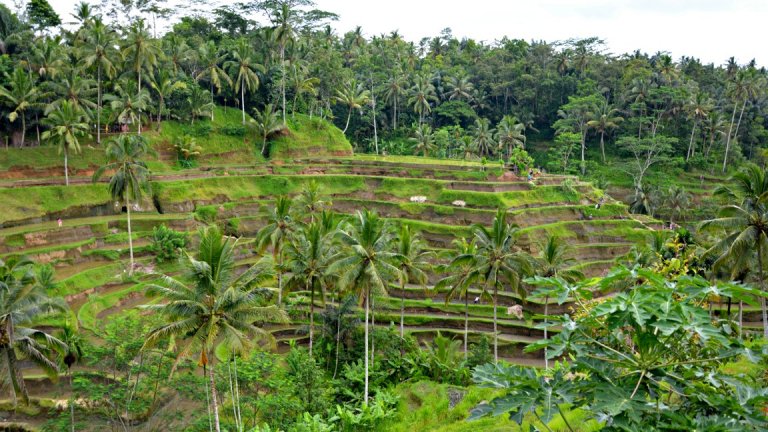 Rice Terraces
