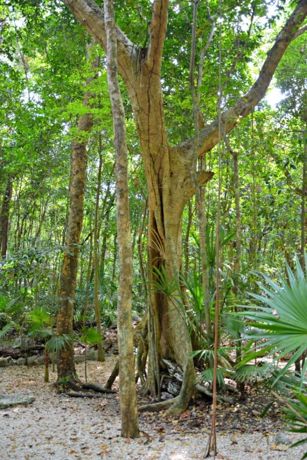 Ficus Tree in the Jungle