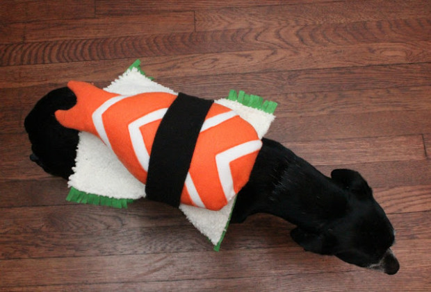 DIY Sushi Pet Costume