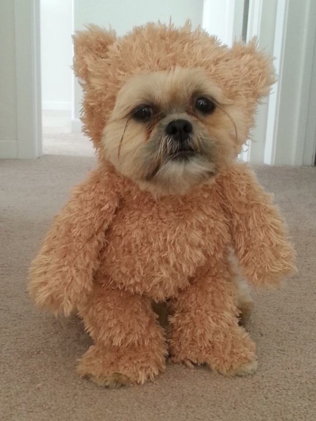 munchkin-teddy-bear-1