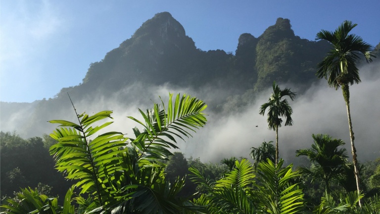 Looking out into the jungle