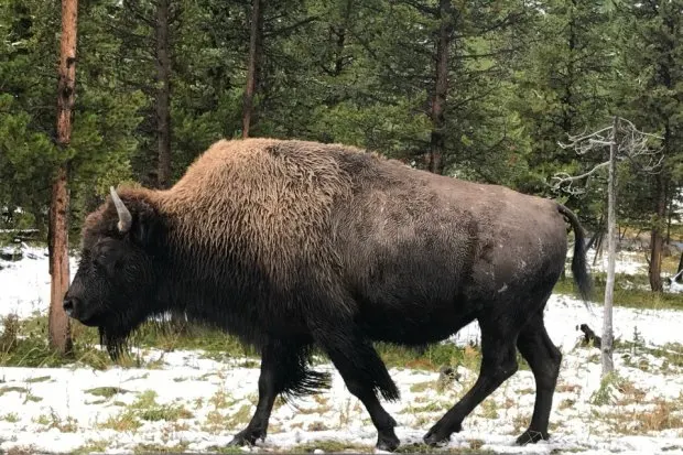 A Yellowstone Bison