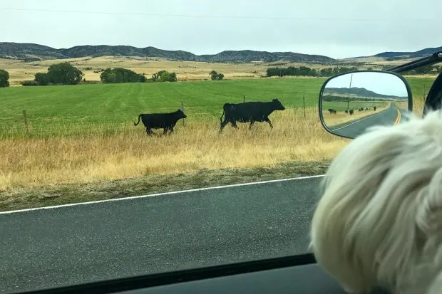 Cows on the highway in Montana