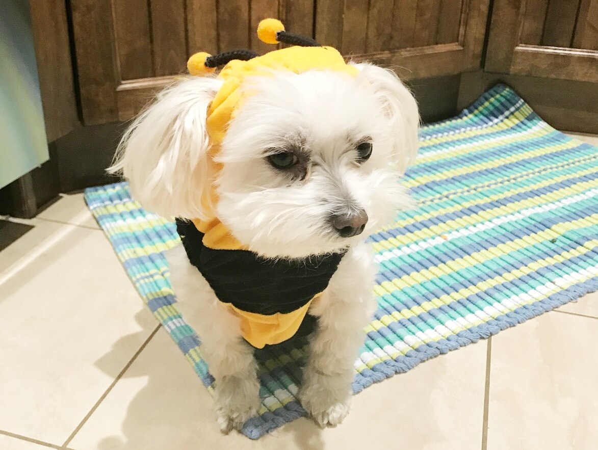Cooper as a bee