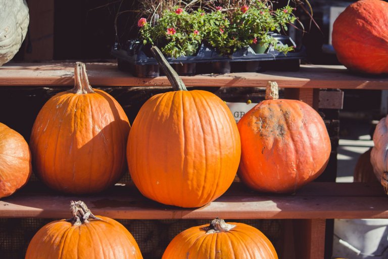 Easy Pumpkin Recipes