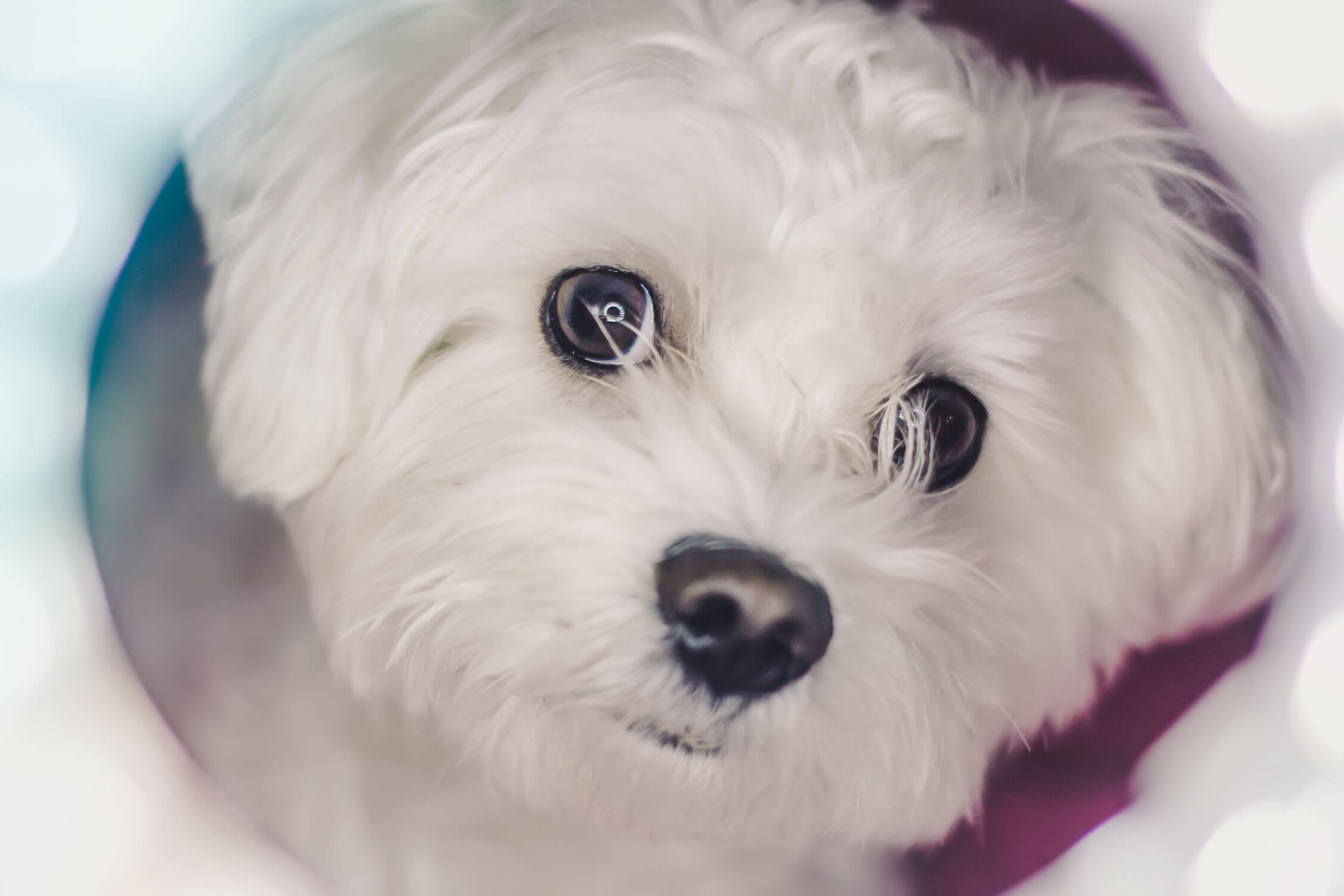 Cute Maltese Puppies to Make You Smile