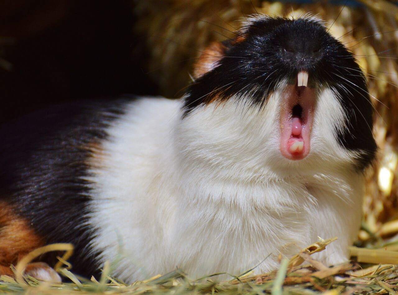 funny guinea pig pictures