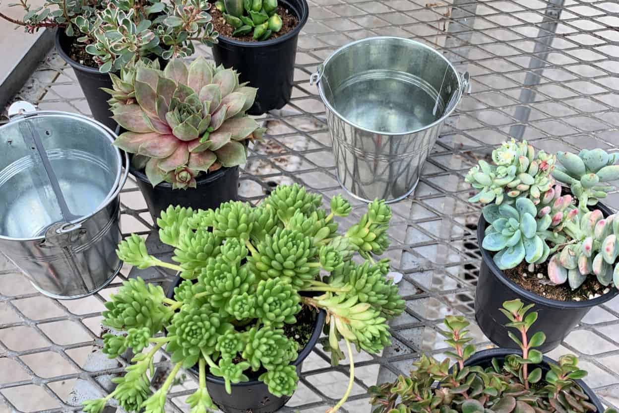 The Best Indoor Succulents That Anyone Can Grow