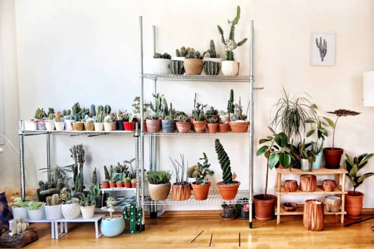 Plant lovers