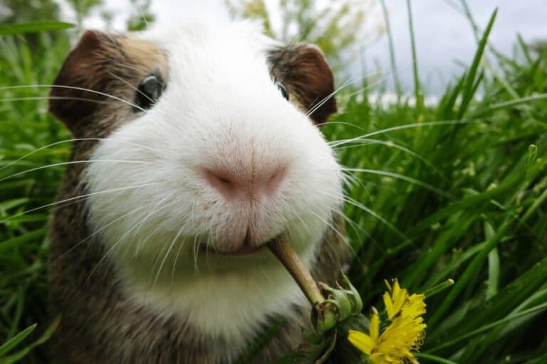 Guinea Pig Memes